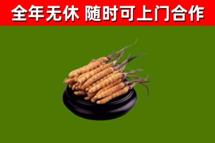 平城回收散虫草