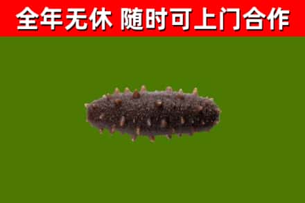 平城回收海参干
